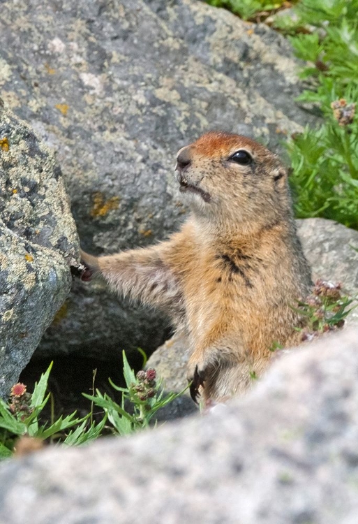 Picture of GROUND SQUIRREL-CAPE DEZHNEV-MOST EASTERN CORNER OF EURASIA-RUSSIAN FAR EAST