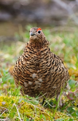 Picture of WILLOW GROUSE-WILLOW PTARMIGAN-YTTYGRAN ISLAND-BERING SEA-RUSSIA FAR EAST