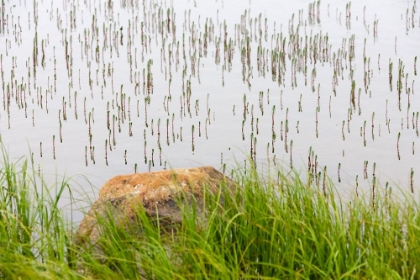 Picture of PLANT AND ROCK IN THE GLACIER RIVER-YTTYGRAN ISLAND-BERING SEA-RUSSIA FAR EAST