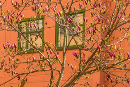 Picture of SWEDEN-STOCKHOLM-GAMLA STAN-OLD TOWN-MAGNOLIA TREE-SPRING