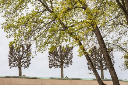 Picture of SWEDEN-STOCKHOLM-TREES-EARLY SPRING