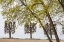Picture of SWEDEN-STOCKHOLM-TREES-EARLY SPRING
