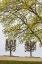 Picture of SWEDEN-STOCKHOLM-TREES-EARLY SPRING