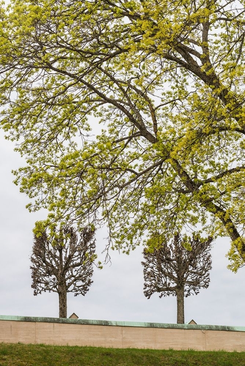 Picture of SWEDEN-STOCKHOLM-TREES-EARLY SPRING