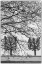 Picture of SWEDEN-STOCKHOLM-TREES-EARLY SPRING