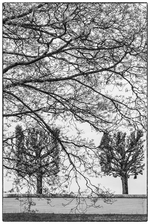 Picture of SWEDEN-STOCKHOLM-TREES-EARLY SPRING