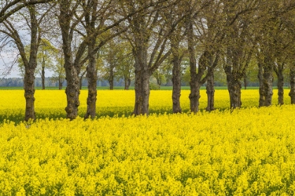 Picture of SWEDEN-GOTLAND ISLAND-ROMAKLOSTER-LANDSCAPE WITH YELLOW FLOWERS-SPRINGTIME