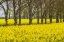 Picture of SWEDEN-GOTLAND ISLAND-ROMAKLOSTER-LANDSCAPE WITH YELLOW FLOWERS-SPRINGTIME