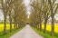 Picture of SWEDEN-GOTLAND ISLAND-ROMAKLOSTER-COUNTRY ROAD WITH YELLOW SPRINGTIME FLOWERS