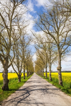 Picture of SWEDEN-GOTLAND ISLAND-ROMAKLOSTER-COUNTRY ROAD WITH YELLOW SPRINGTIME FLOWERS