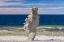 Picture of SWEDEN-FARO ISLAND-LANGHAMMARS AREA-LANGHAMMAR COASTAL LIMESTONE RAUK ROCK