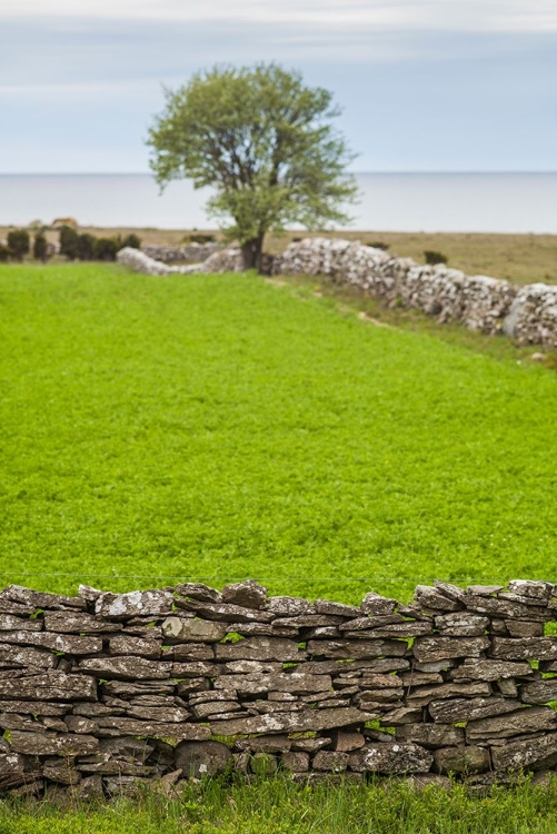 Picture of SWEDEN-GOTLAND ISLAND-SUNDRE-STONE WALL-SOUTHERN GOTLAND