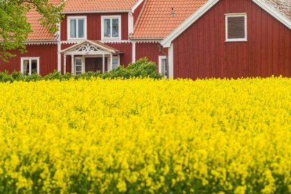 Picture of SWEDEN-LAKE VATTERN AREA-RENSTAD-FARM-SPRINGTIME