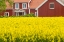 Picture of SWEDEN-LAKE VATTERN AREA-RENSTAD-FARM-SPRINGTIME