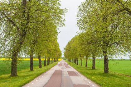 Picture of SWEDEN-LAKE VATTERN AREA-COUNTRY ROAD-SPRINGTIME