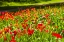 Picture of SWEDEN-OLAND ISLAND-BORGHOLM-SOLLIDEN SLOTT PALACE-SWEDISH ROYAL FAMILY SUMMER PALACE-PALACE GARDEN