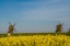 Picture of SWEDEN-OLAND ISLAND-LERKAKA-ANTIQUE WOODEN WINDMILLS
