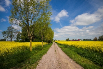 Picture of SOUTHERN SWEDEN-BOSTE LAGE-COUNTRY ROAD WITH YELLOW FLOWERS-SPRINGTIME