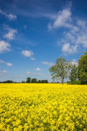 Picture of SOUTHERN SWEDEN-BOSTE LAGE-FILED WITH YELLOW FLOWERS-SPRINGTIME