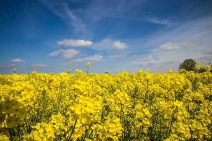 Picture of SOUTHERN SWEDEN-BOSTE LAGE-FILED WITH YELLOW FLOWERS-SPRINGTIME
