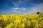 Picture of SOUTHERN SWEDEN-BOSTE LAGE-FILED WITH YELLOW FLOWERS-SPRINGTIME