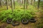 Picture of SWEDEN-SMALAND-RYD-KYRKO MOSSE CAR CEMETERY-FORMER JUNKYARD NOW PUBIC PARK-OLD TIRES