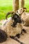 Picture of SWEDEN-BOHUSLAN-TANUMSHEDE-GOAT