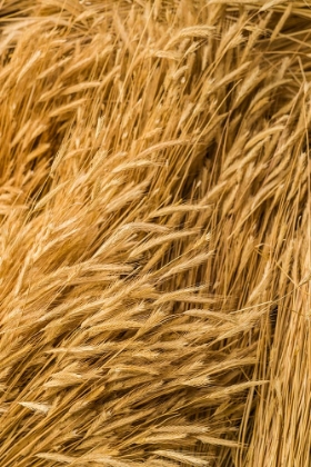 Picture of SWEDEN-BOHUSLAN-TANUMSHEDE-CUT WHEAT