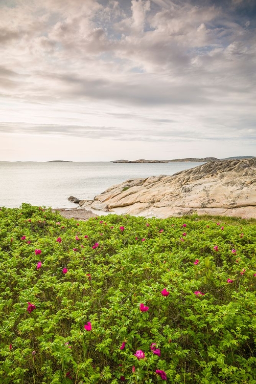 Picture of SWEDEN-BOHUSLAN-SALTO ISLAND-ROCKY COVE SEASCAPE