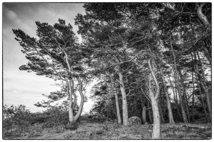 Picture of SWEDEN-BOHUSLAN-SALTO ISLAND-COASTAL TREES