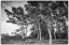 Picture of SWEDEN-BOHUSLAN-SALTO ISLAND-COASTAL TREES