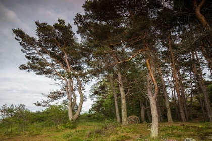 Picture of SWEDEN-BOHUSLAN-SALTO ISLAND-COASTAL TREES