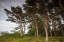 Picture of SWEDEN-BOHUSLAN-SALTO ISLAND-COASTAL TREES