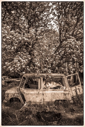 Picture of SWEDEN-VARMLAND-BASTNAS-BASTNAS CAR CEMETERY PUBLIC PARK-ANTIQUE CAR JUNKYARD