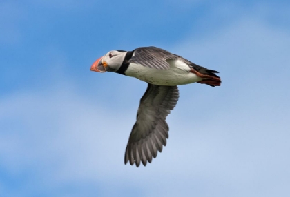 Picture of ATLANTIC PUFFIN-FRATERCULA ARCTICA-FLYING-NORTHUMBERLAND-UK