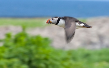 Picture of ATLANTIC PUFFINS-FRATERCULA ARCTICA-FLYING-NORTHUMBERLAND-UK