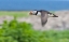 Picture of ATLANTIC PUFFINS-FRATERCULA ARCTICA-FLYING-NORTHUMBERLAND-UK