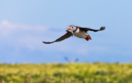 Picture of ATLANTIC PUFFIN-FRATERCULA ARCTICA-FLYING AND CARRYING FISH IN ITS BEAK-NORTHUMBERLAND-UK