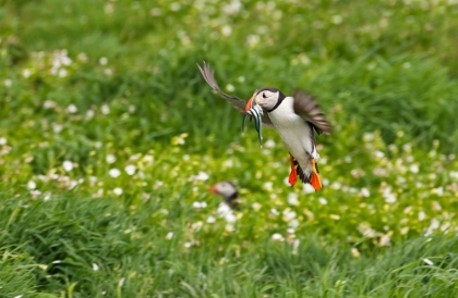 Picture of ATLANTIC PUFFIN-FRATERCULA ARCTICA-FLYING OVER THE MEADOW CARRYING FISH IN ITS BEAK-NORTHUMBERLAND-