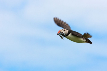 Picture of ATLANTIC PUFFINS-FRATERCULA ARCTICA-FLYING AND CARRYING FISH IN ITS BEAK-NORTHUMBERLAND-UK