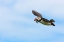 Picture of ATLANTIC PUFFINS-FRATERCULA ARCTICA-FLYING AND CARRYING FISH IN ITS BEAK-NORTHUMBERLAND-UK