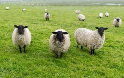 Picture of BLACKFACE EWE-NORTHUMBERLAND-ENGLAND-UK