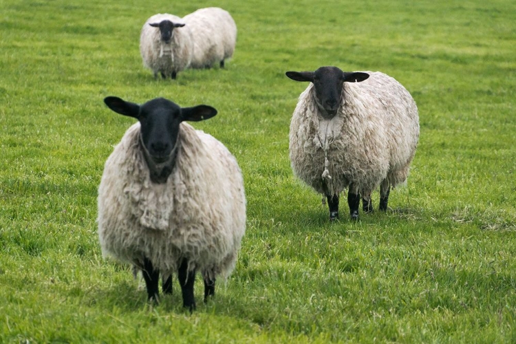 Picture of BLACKFACE EWE-NORTHUMBERLAND-ENGLAND-UK