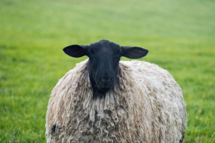 Picture of BLACKFACE EWE-NORTHUMBERLAND-ENGLAND-UK