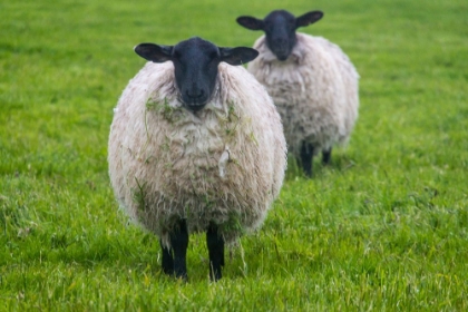 Picture of BLACKFACE EWE-NORTHUMBERLAND-ENGLAND-UK