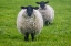 Picture of BLACKFACE EWE-NORTHUMBERLAND-ENGLAND-UK