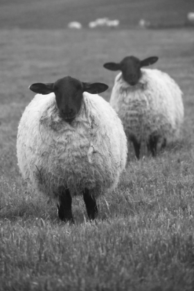 Picture of BLACKFACE EWE-NORTHUMBERLAND-ENGLAND-UK