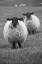 Picture of BLACKFACE EWE-NORTHUMBERLAND-ENGLAND-UK