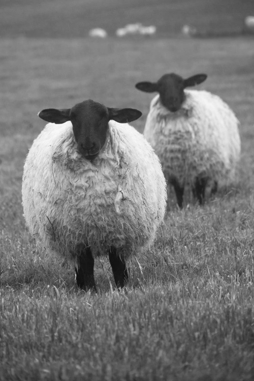 Picture of BLACKFACE EWE-NORTHUMBERLAND-ENGLAND-UK