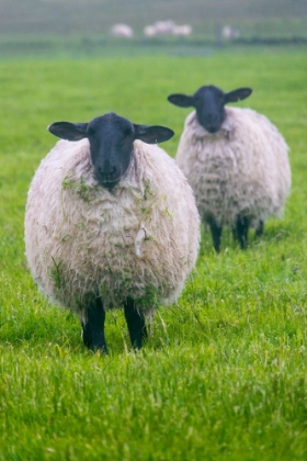 Picture of BLACKFACE EWE-NORTHUMBERLAND-ENGLAND-UK